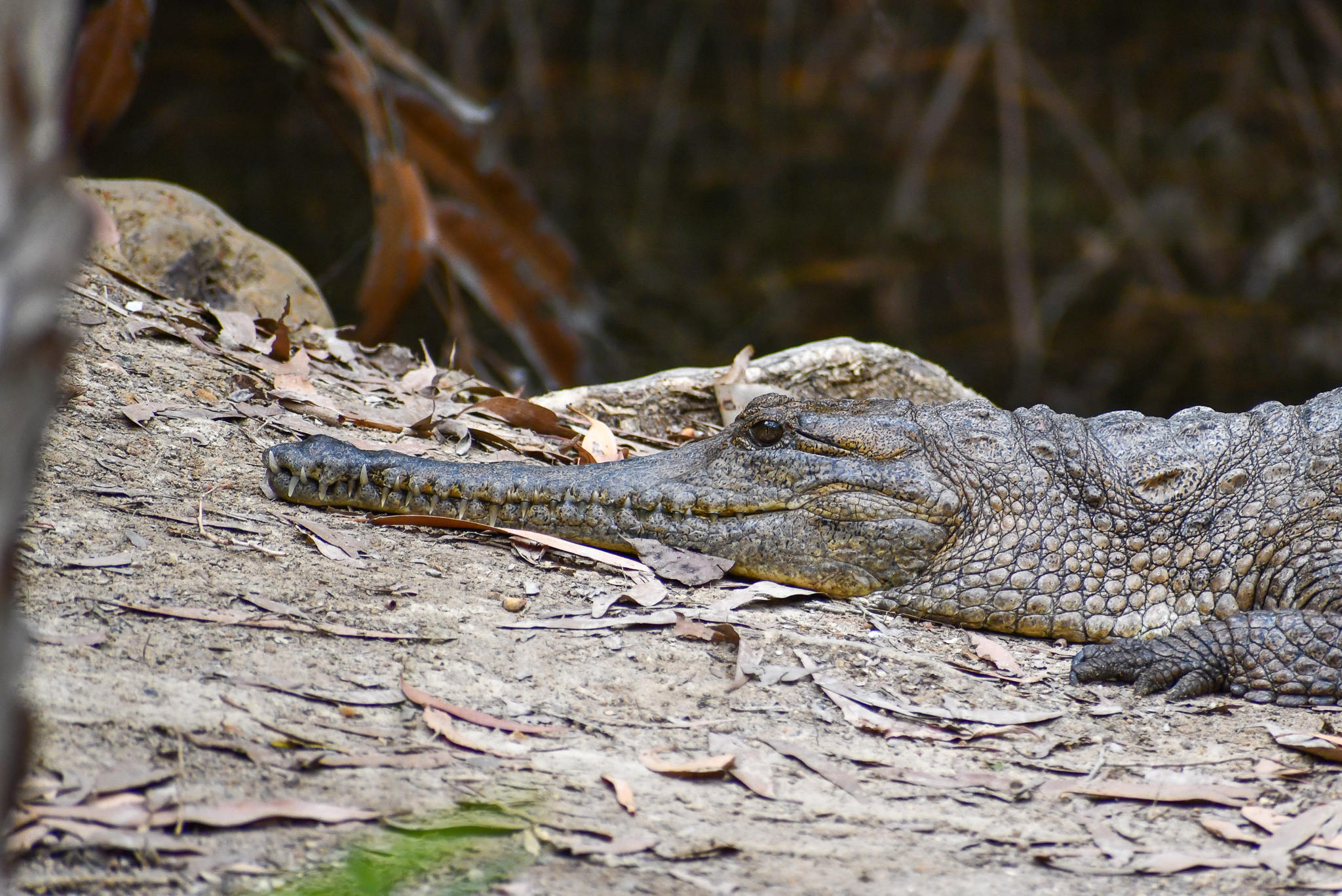 Freshwater Crocodile