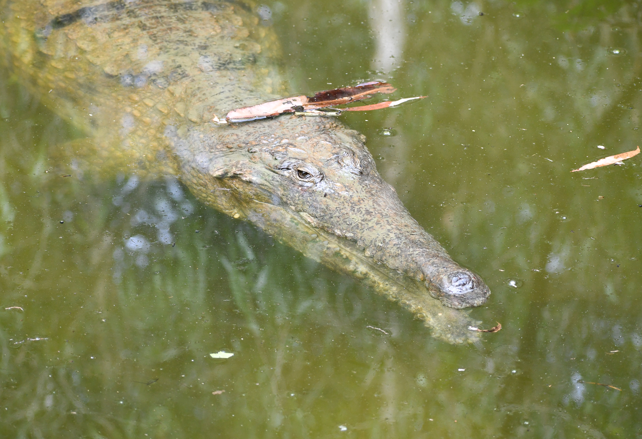 Freshwater Crocodile