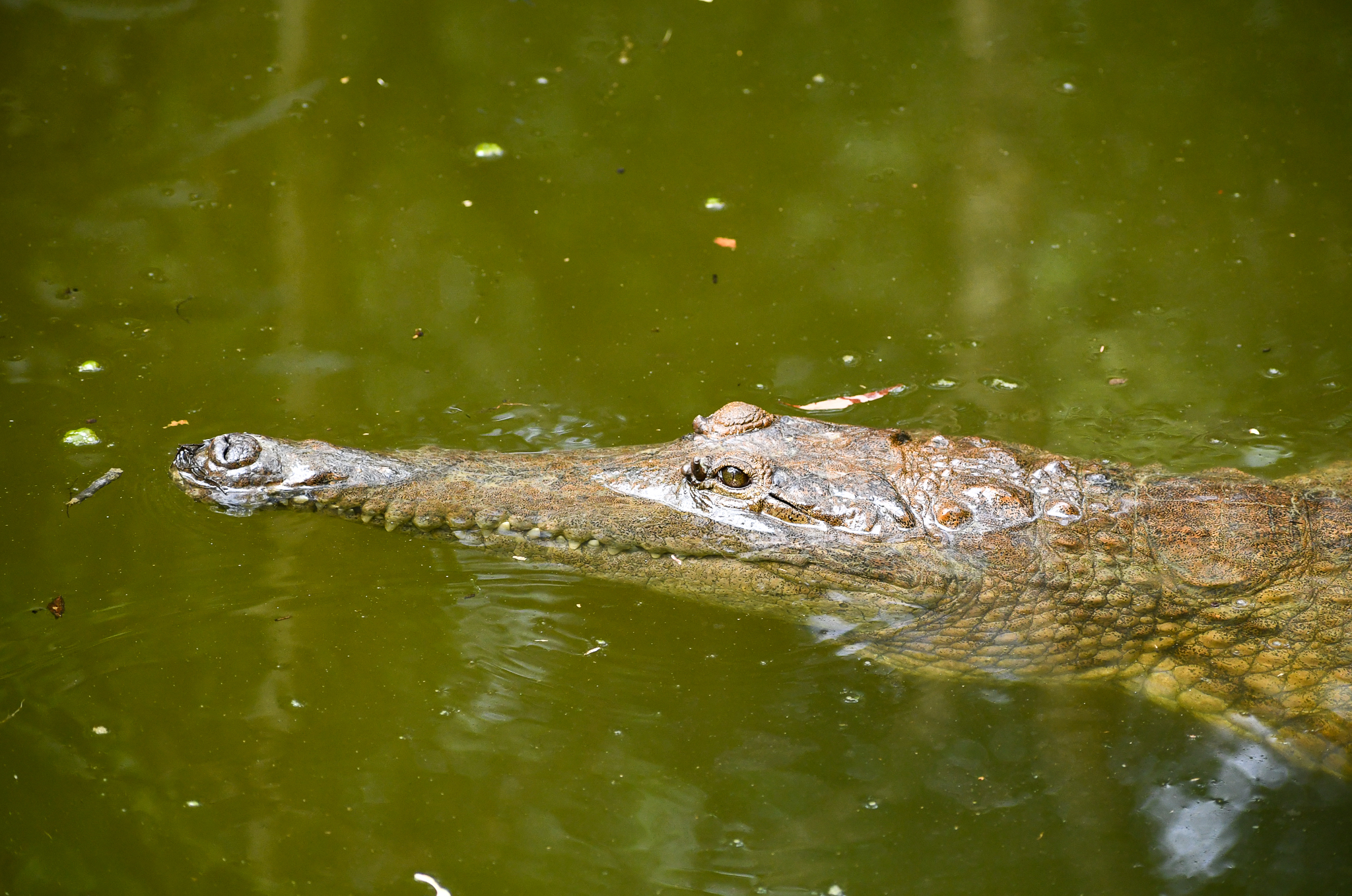 Freshwater Crocodile
