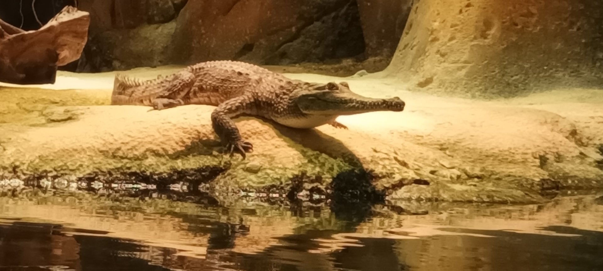 Freshwater Crocodile