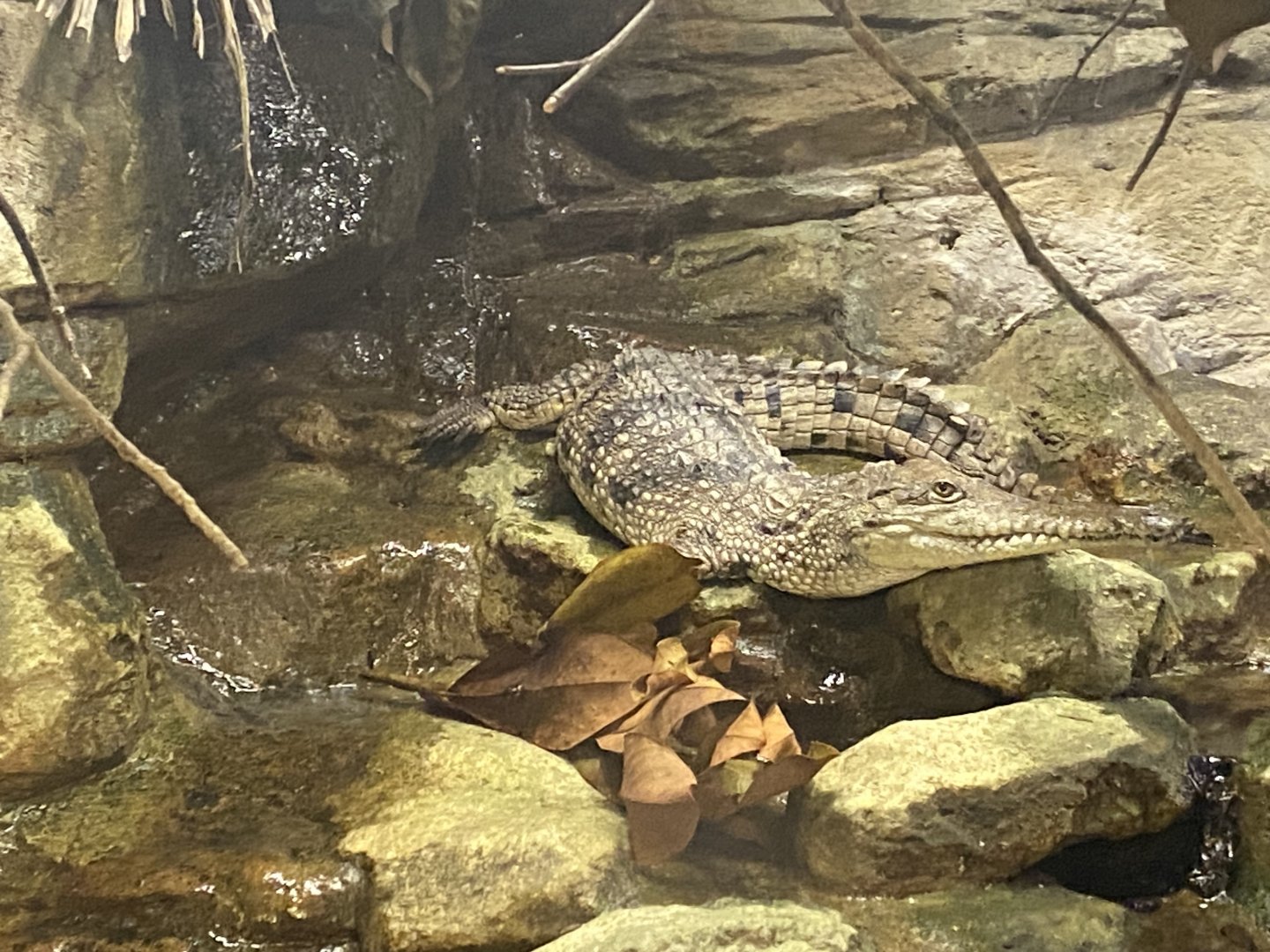 Freshwater crocodile