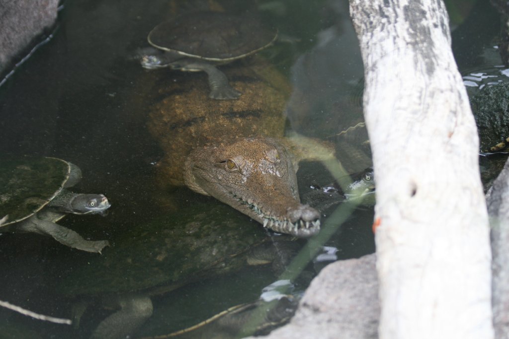 Freshwater Crocodile
