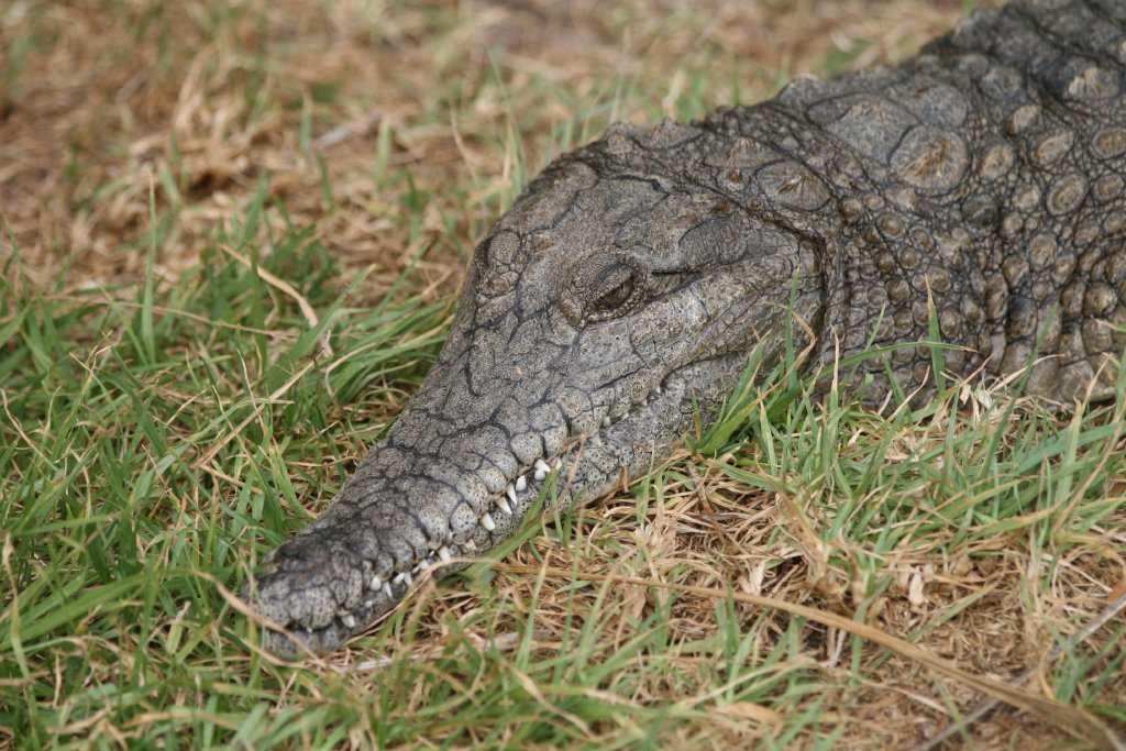 Freshwater Crocodile