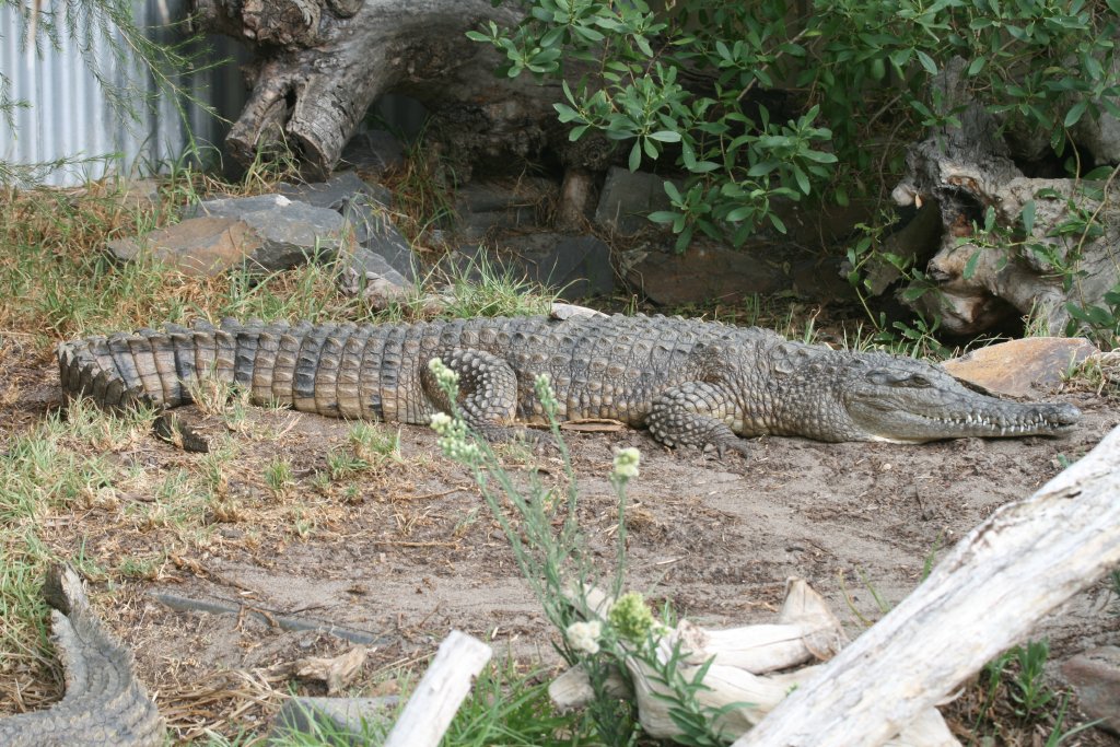 Freshwater Crocodile
