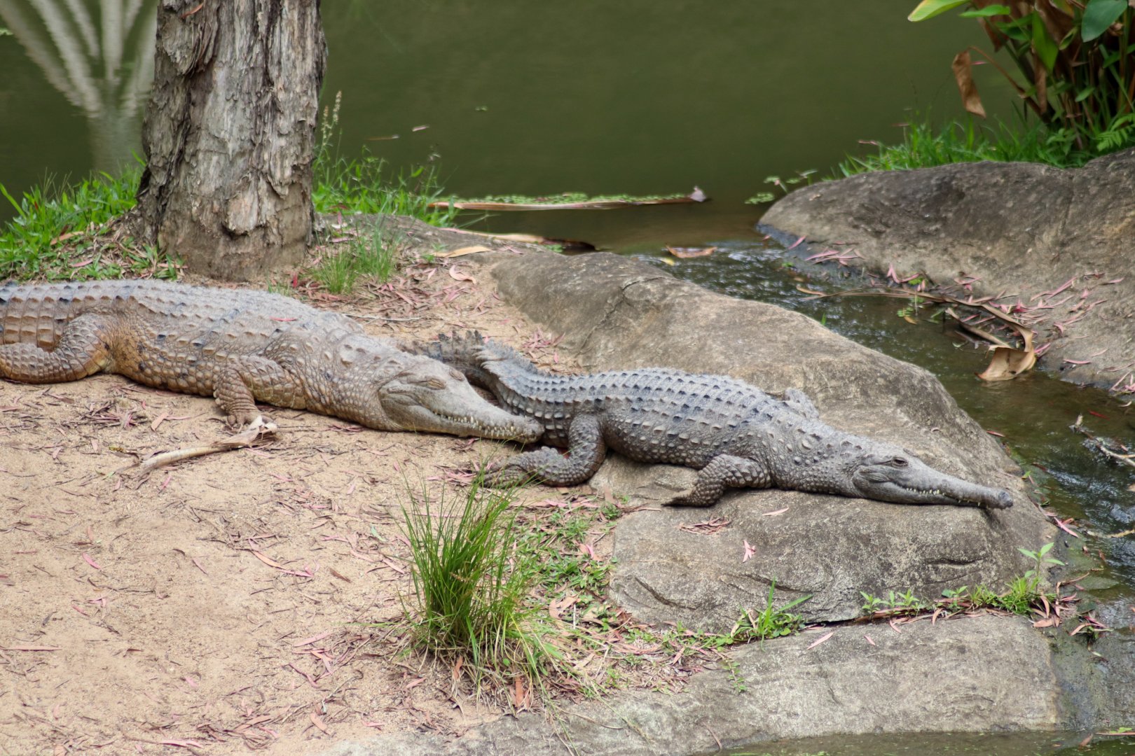 Freshwater Crocodiles (Crocodylus johnstoni)