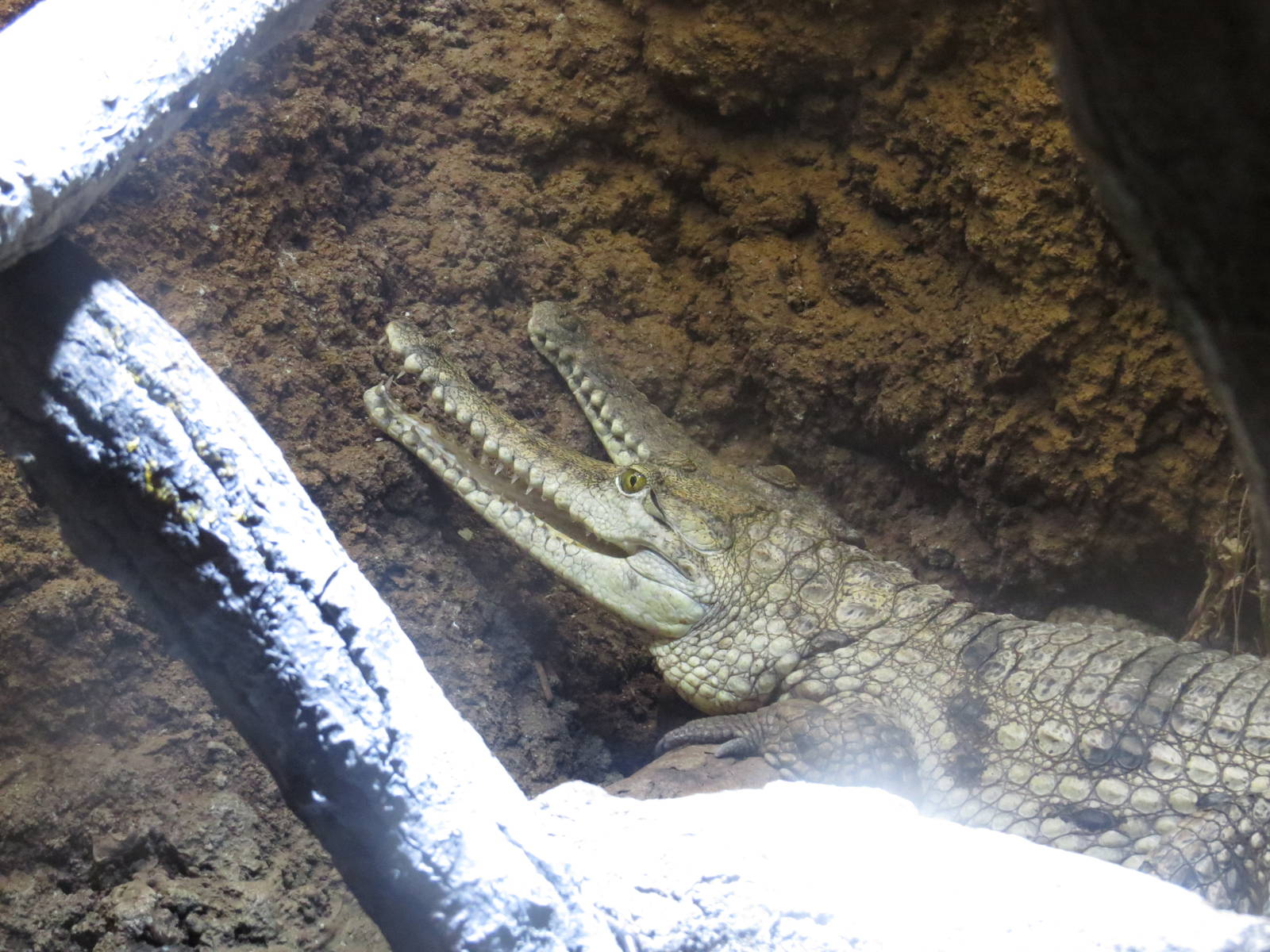 Freshwater crocodiles, June 2015.