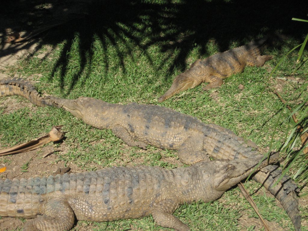 Freshwater Crocodiles