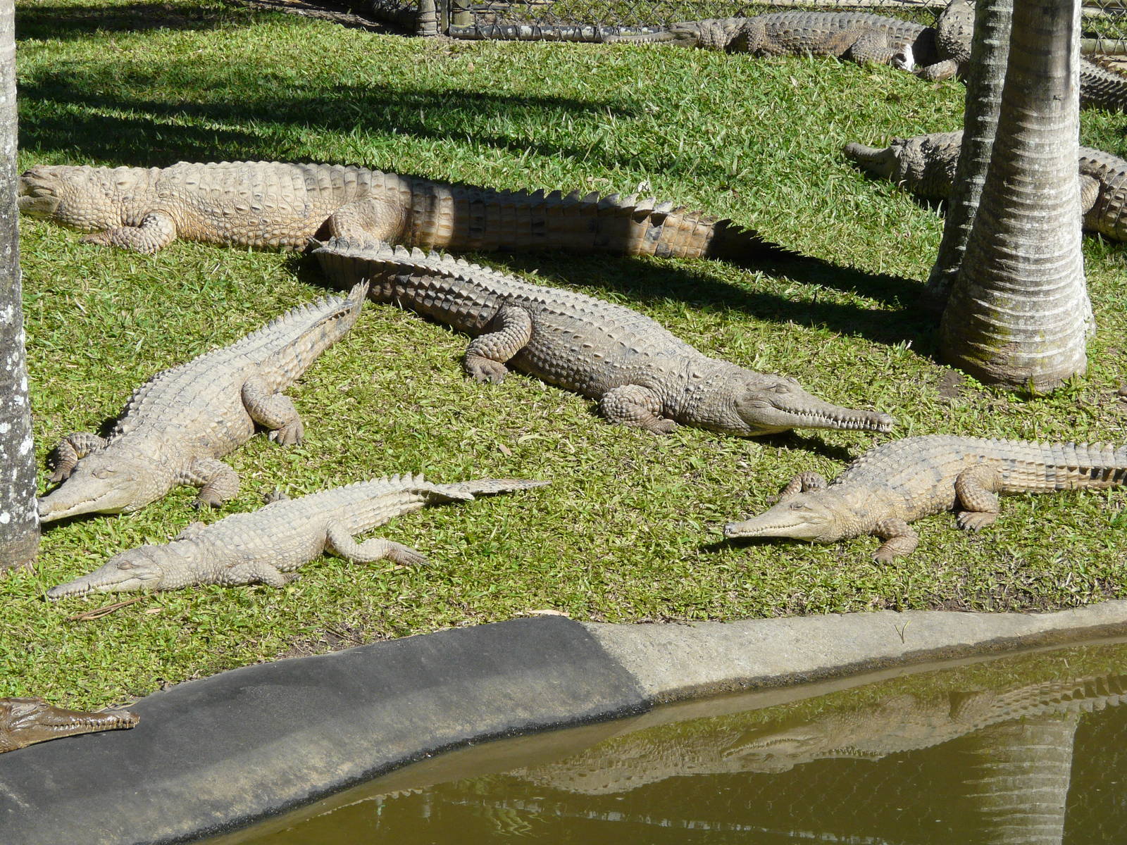 Freshwater crocodiles