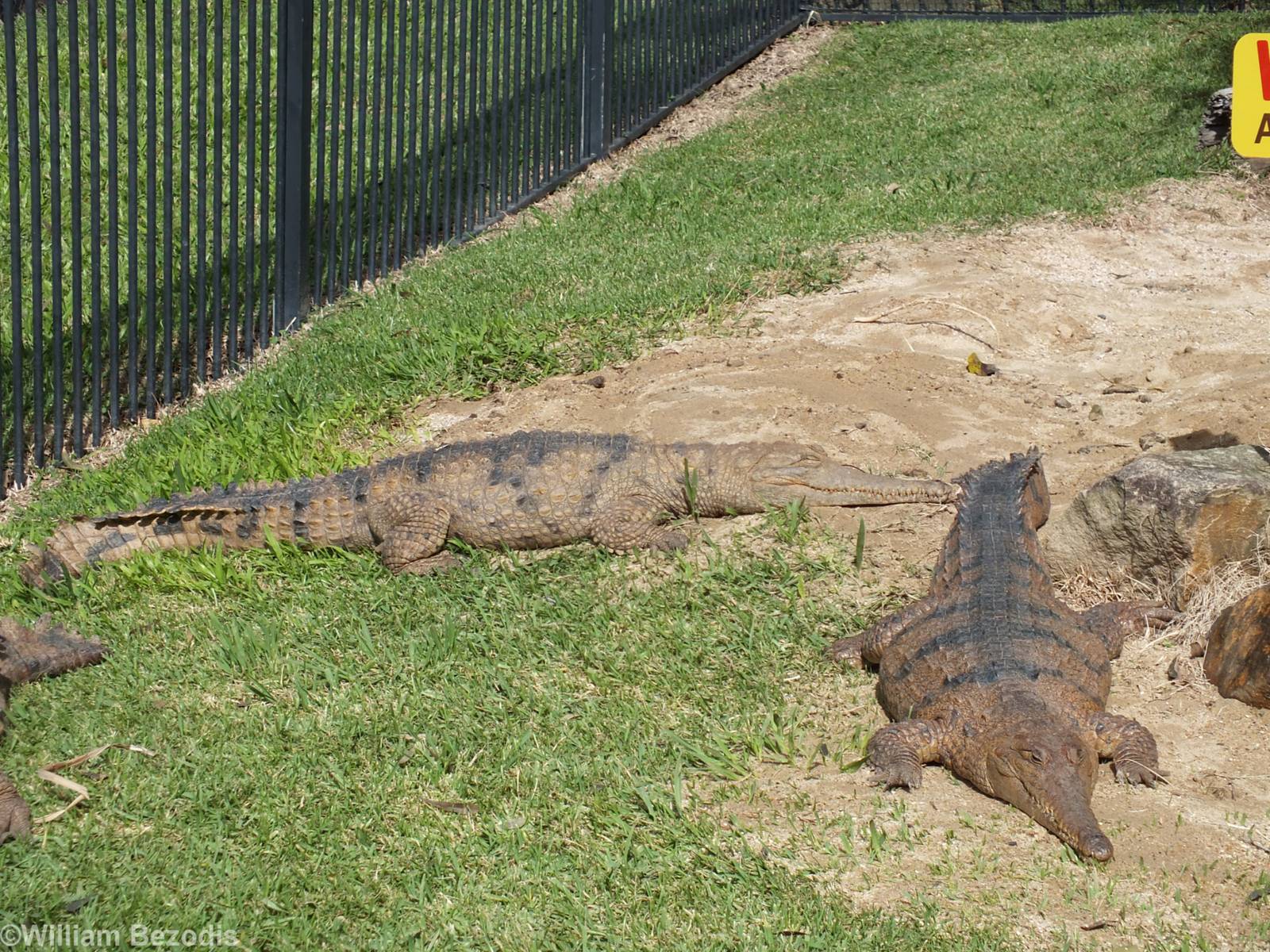 Freshwater Crocodiles