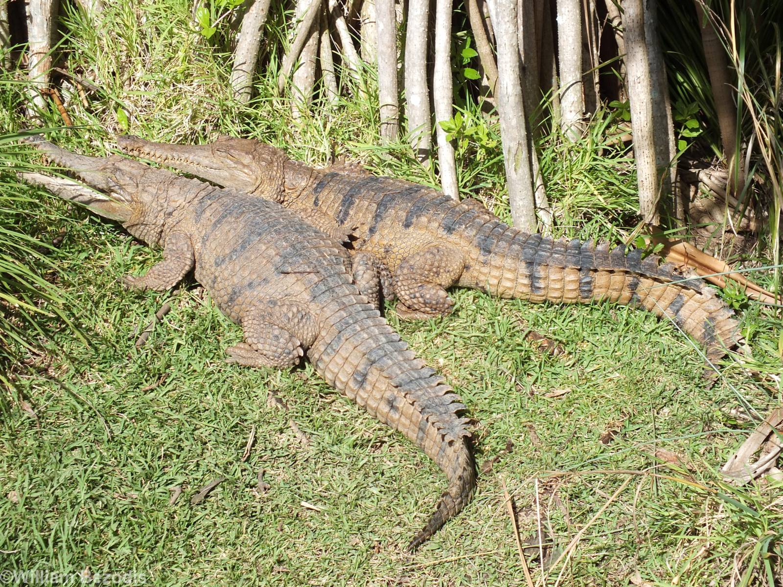 Freshwater Crocodiles