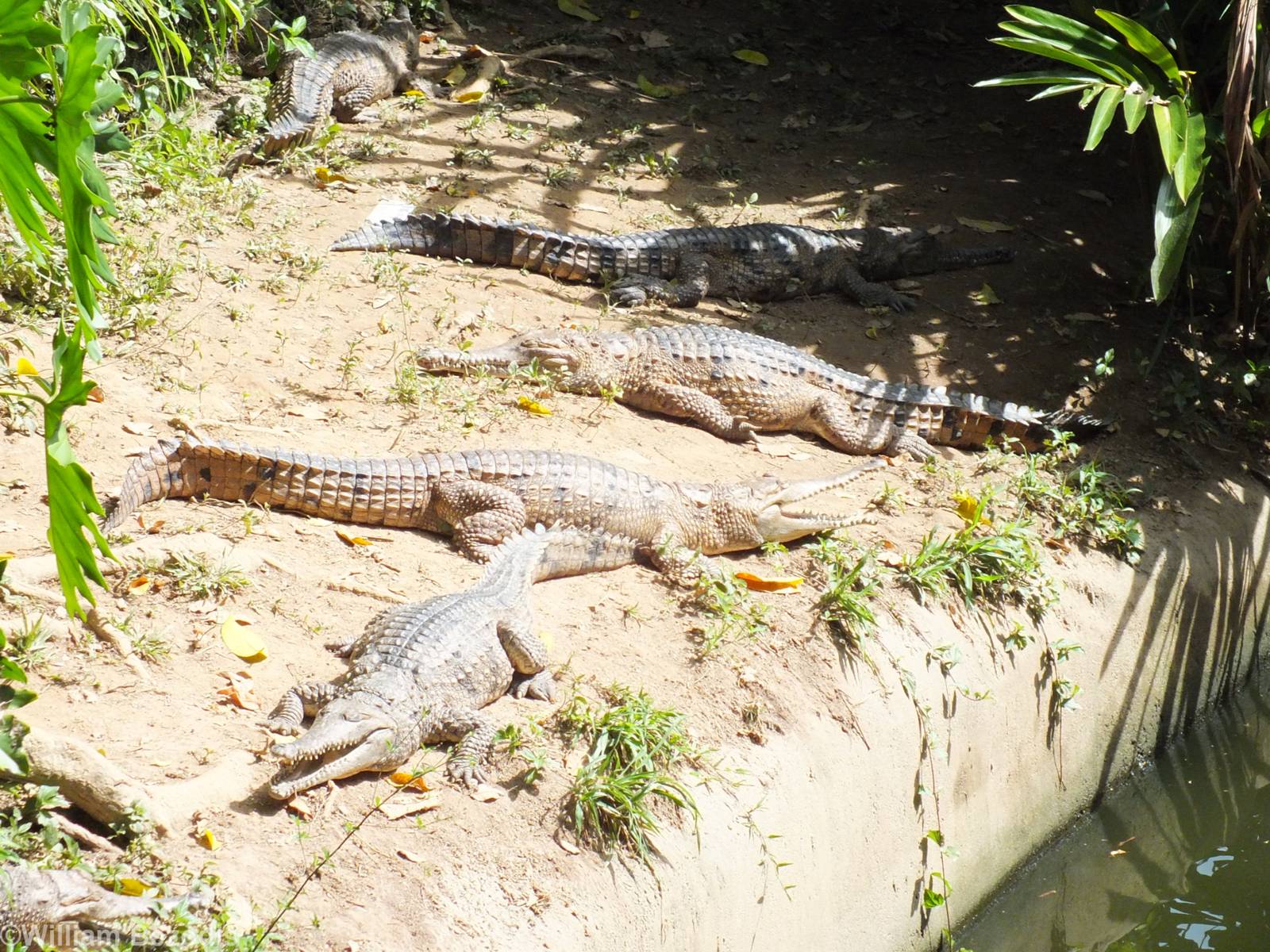 Freshwater Crocodiles
