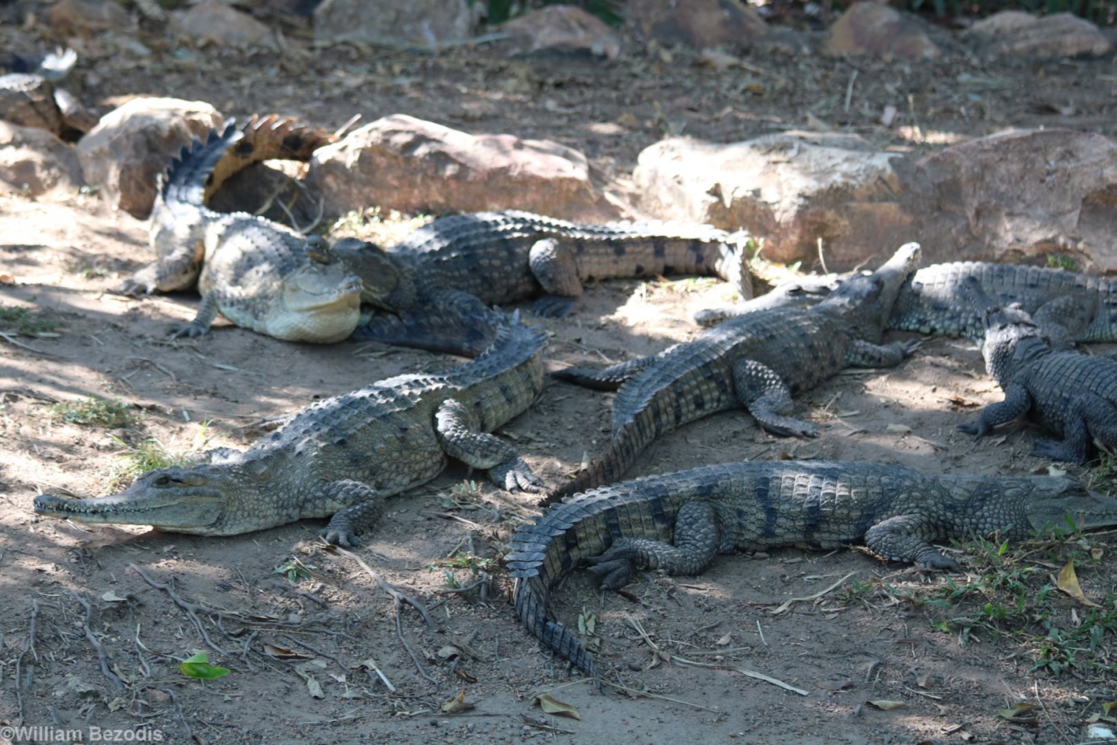 Freshwater Crocodiles
