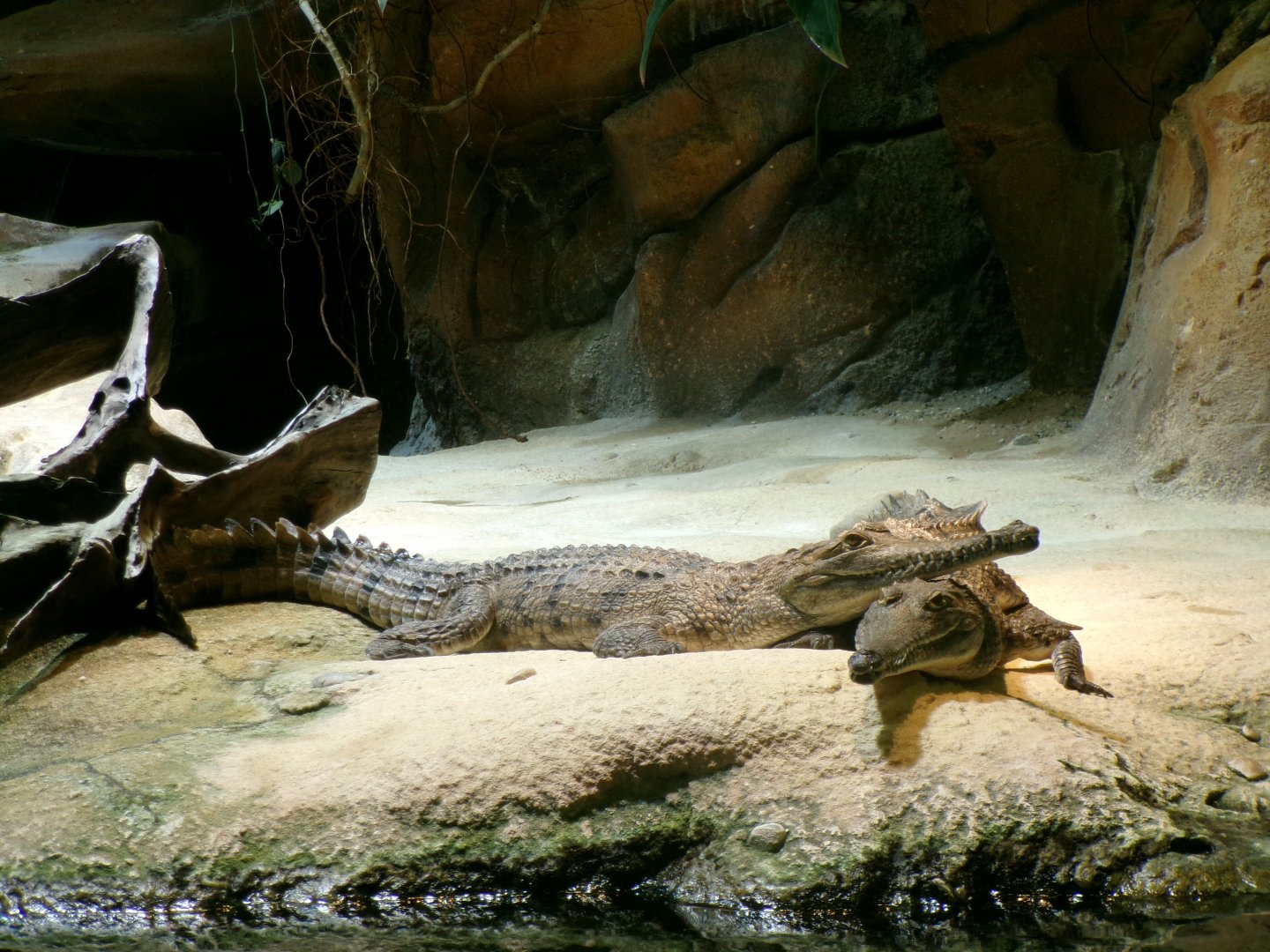 Freshwater crocodiles