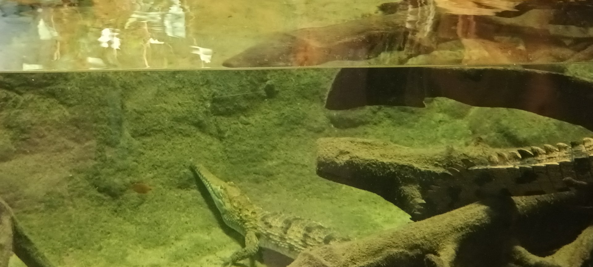 Freshwater Crocodiles