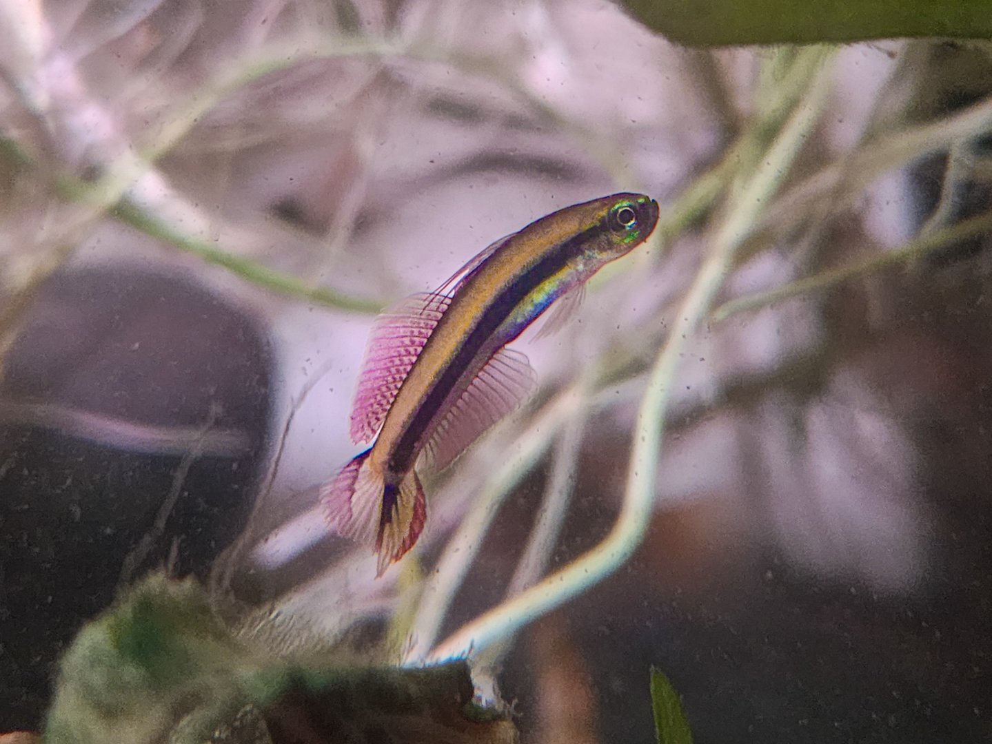 "Freshwater" Dartfish (Parioglossus cf. raoi)