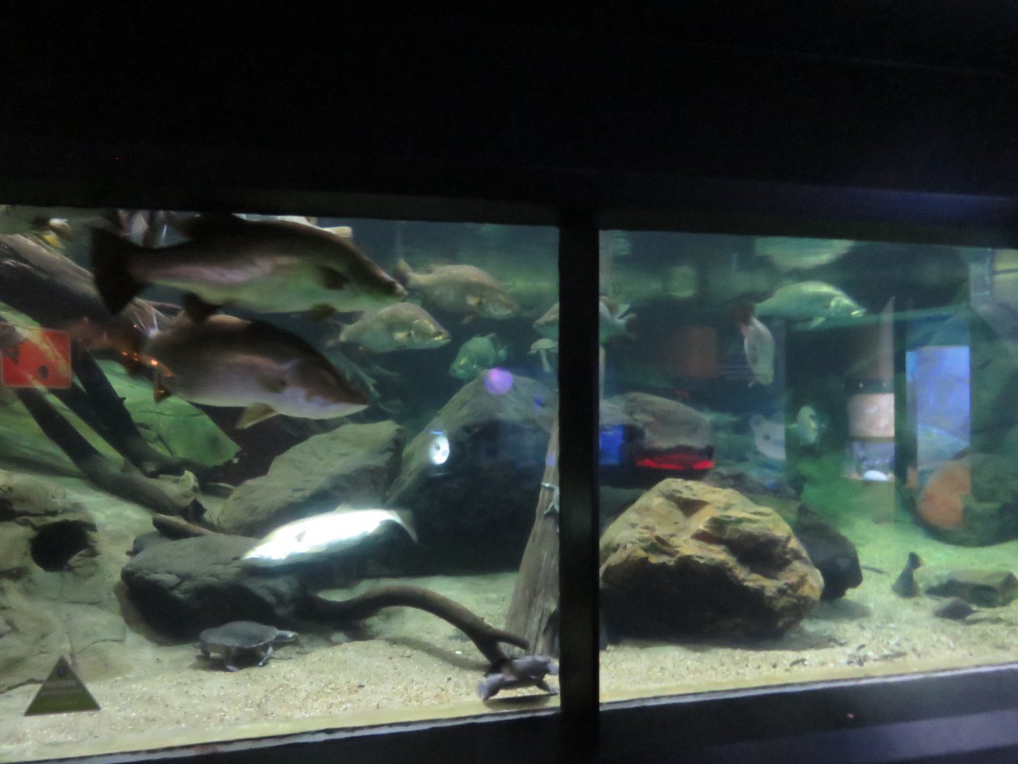 Freshwater Display