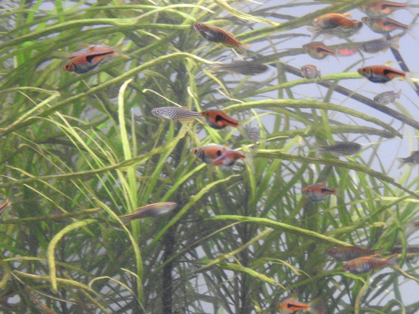 Freshwater environ tank.