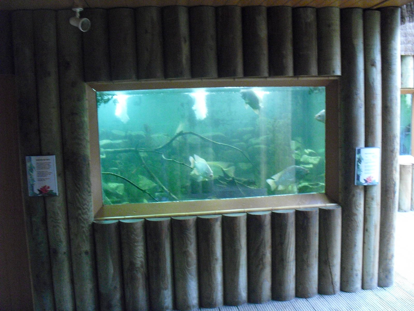 Freshwater Fish Aquarium - 12/10/2011