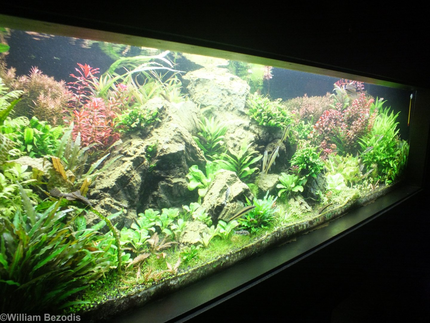 Freshwater Fish Aquarium