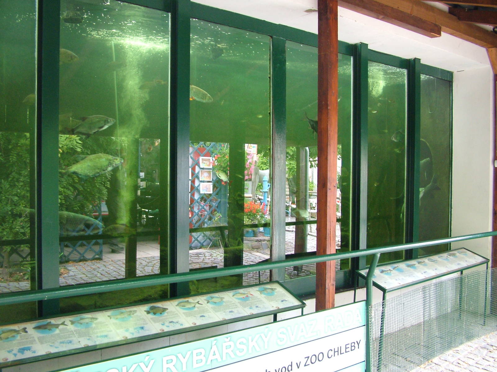 Freshwater Fish Display at Chleby, 26/08/12