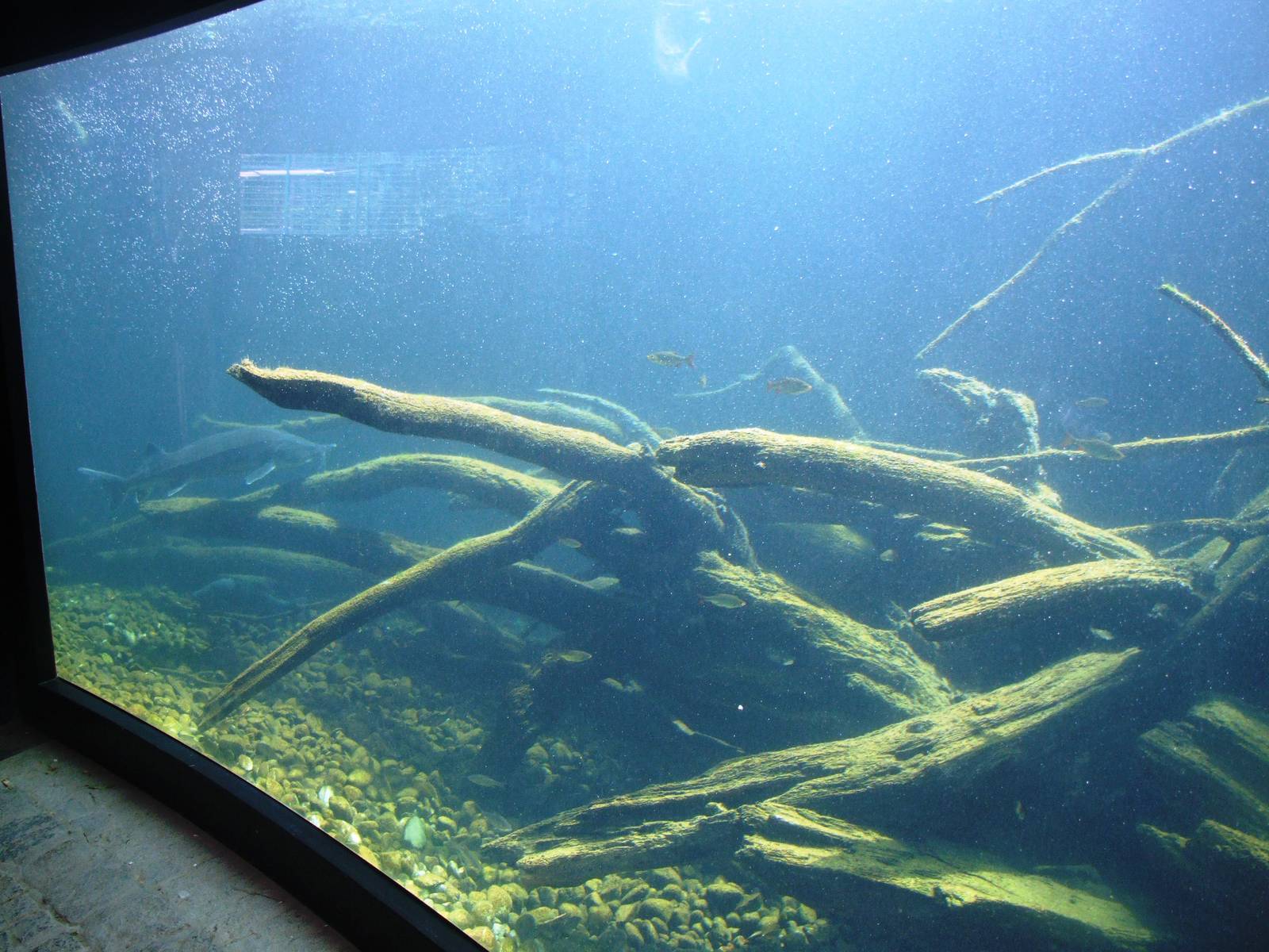 Freshwater Fish Exhibit at Vienna, 14/06/13
