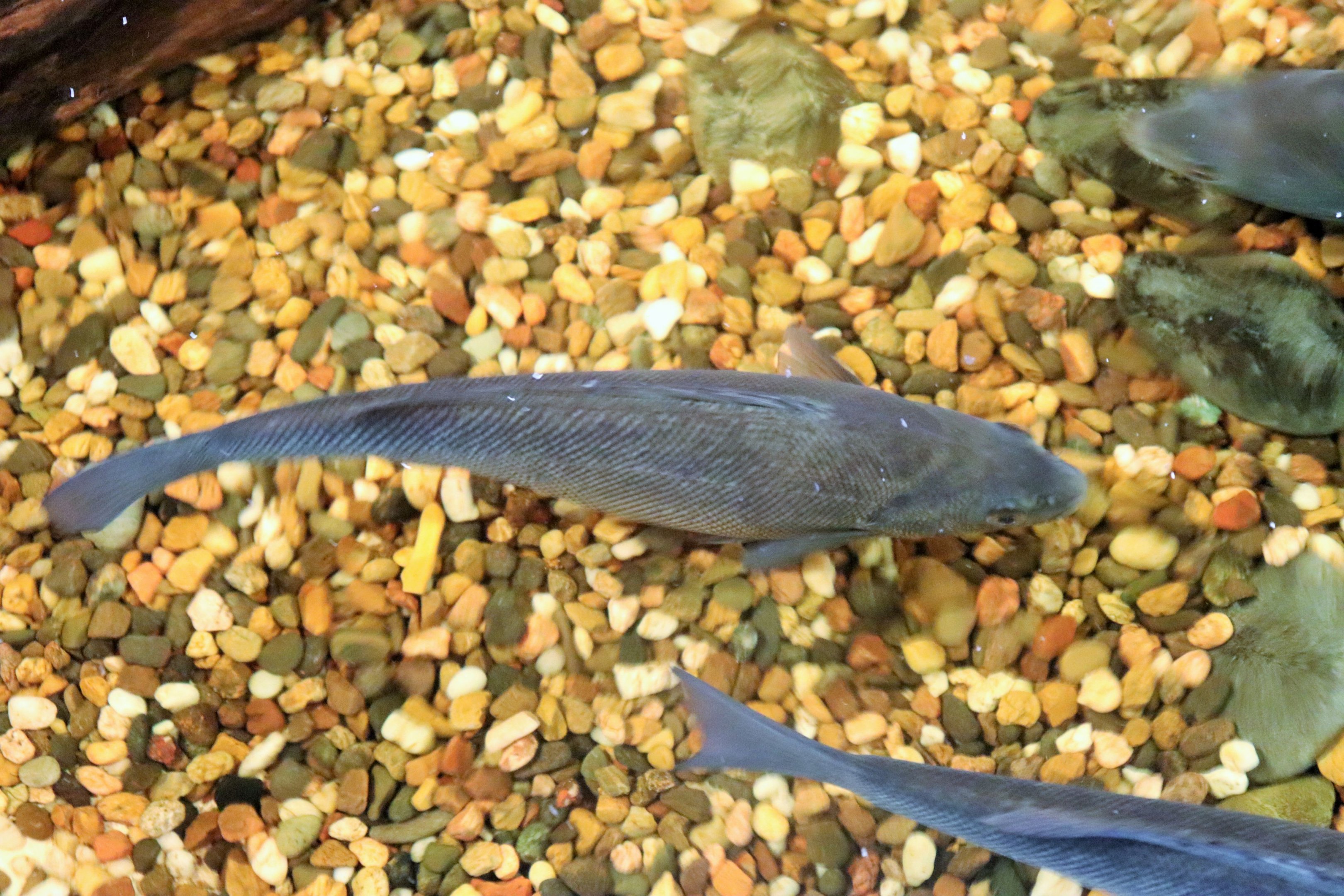 Freshwater Fish ID? Melbourne Aquarium