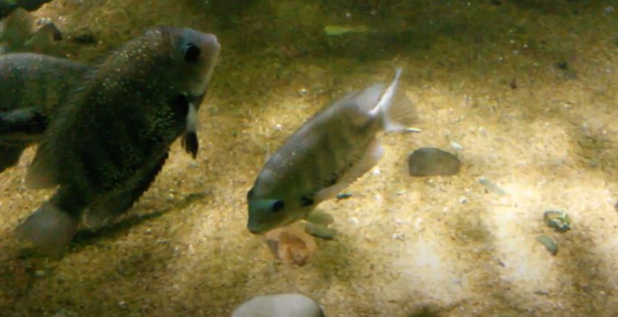 Freshwater Fish (ID?)