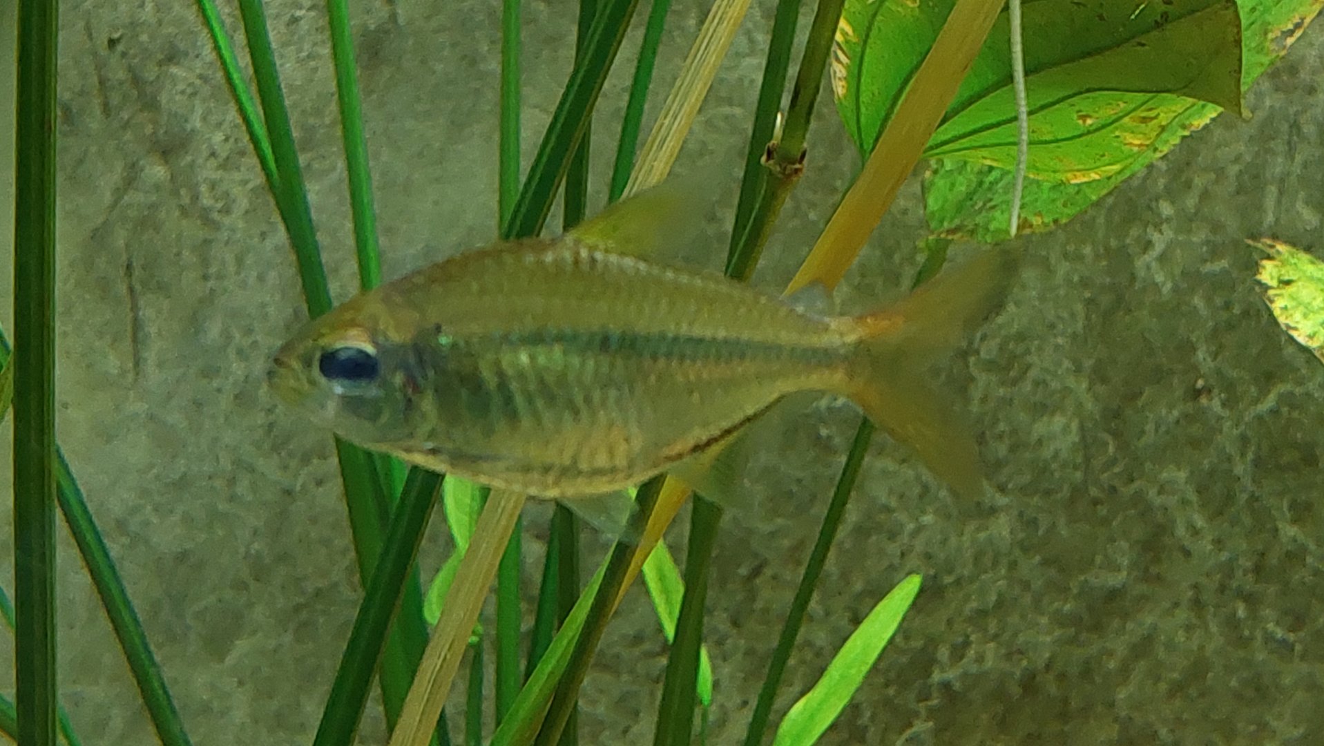 Freshwater Fish ID