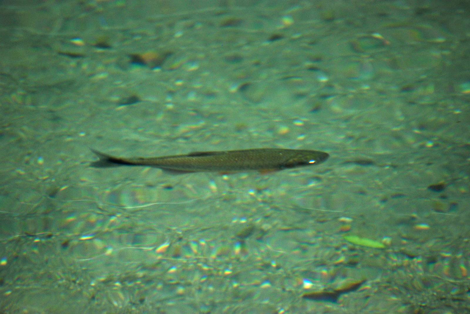 Freshwater Fish in La Fortuna, 16/04/14