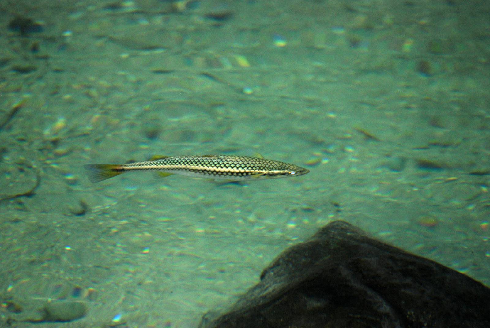 Freshwater Fish in La Fortuna, 16/04/14