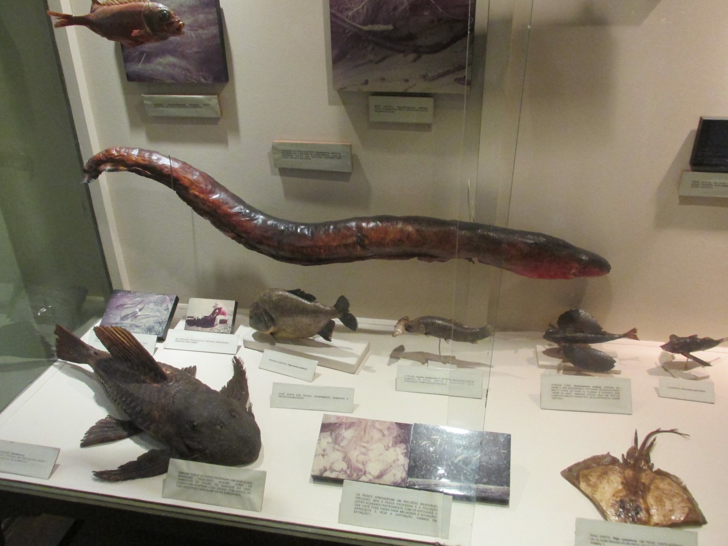 freshwater fish of Brazil