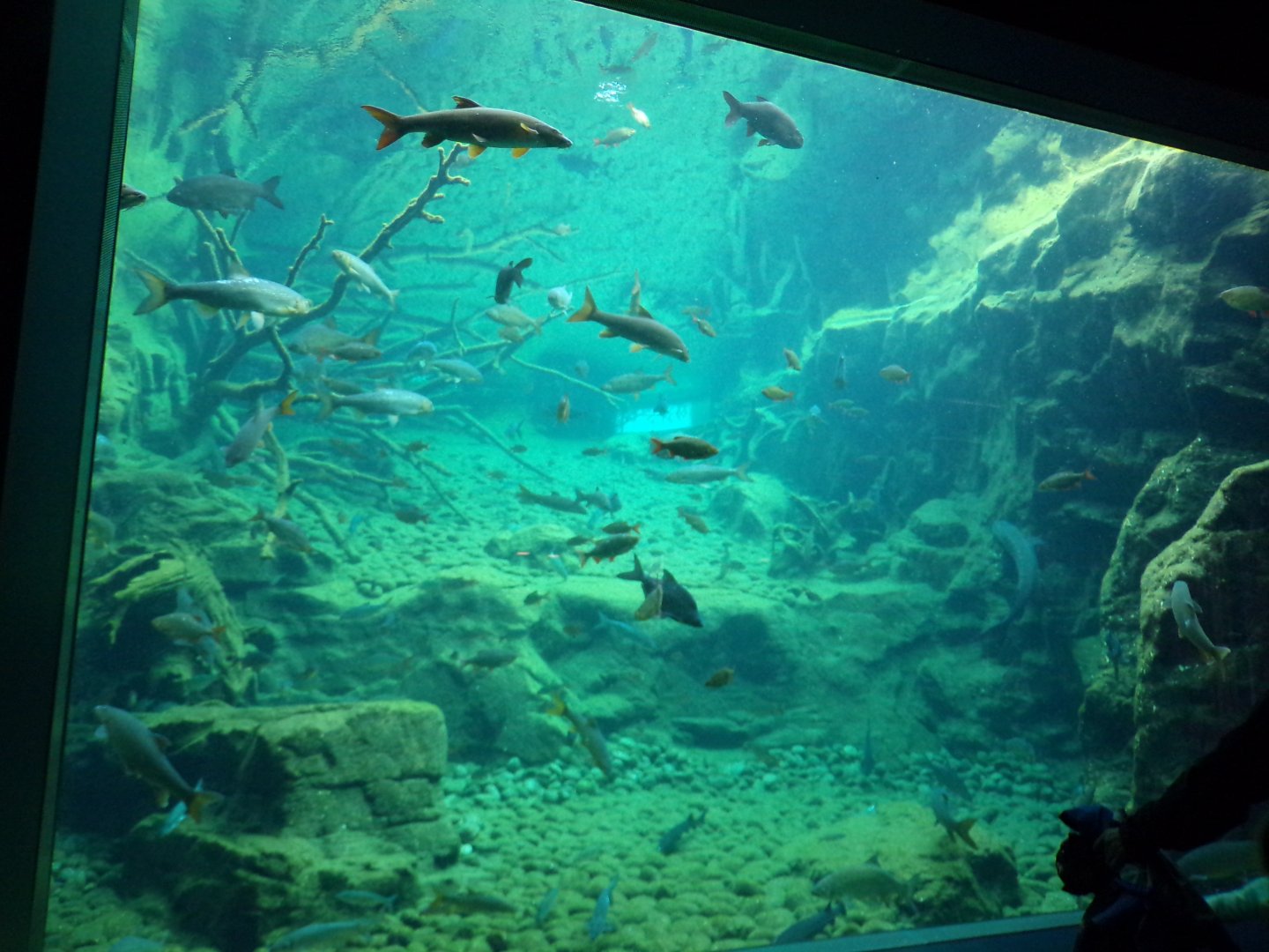 Freshwater fish tank 9.7.25