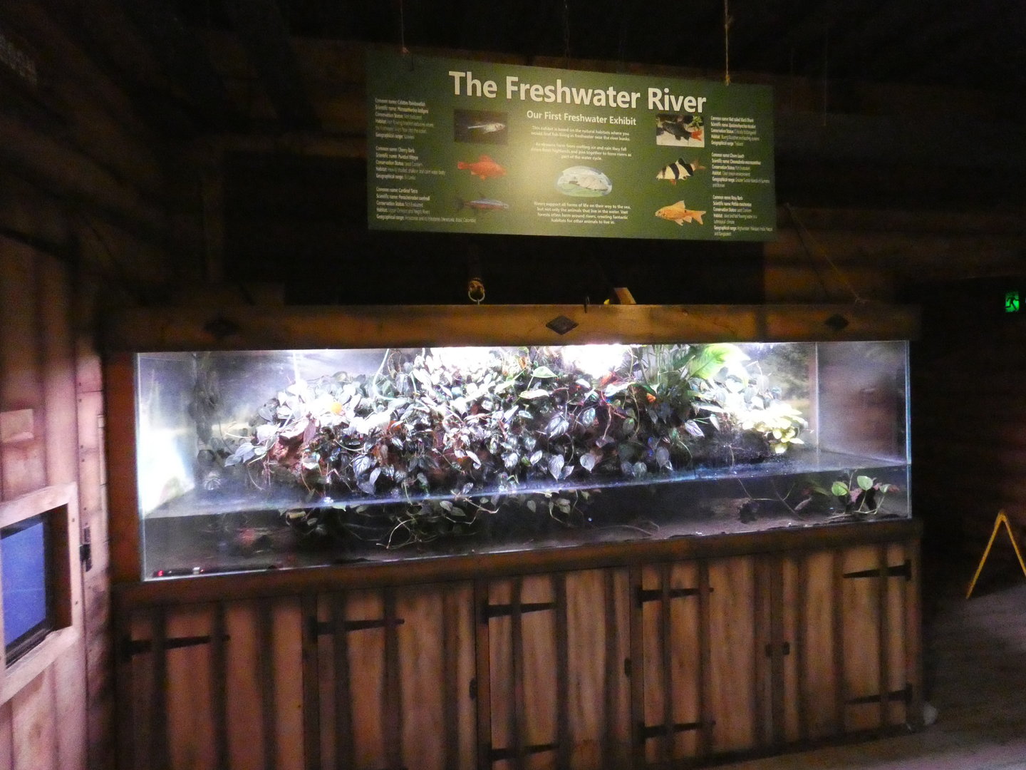 Freshwater fish tank - Skegness Aquarium