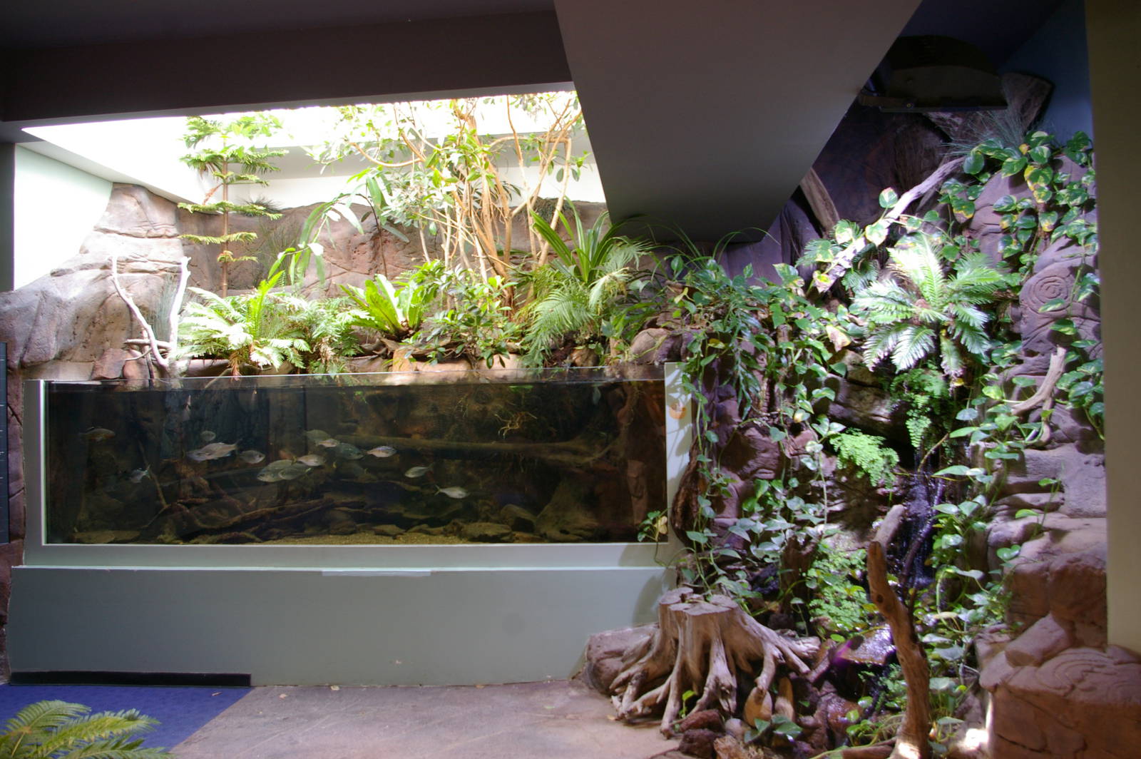 freshwater fish tank