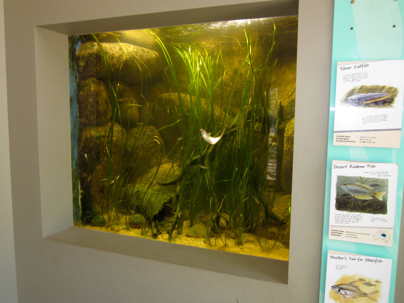 Freshwater fish tank