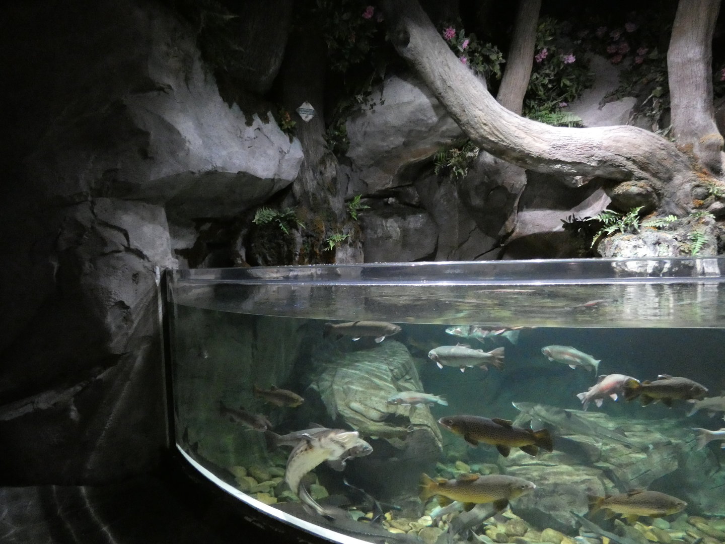 Freshwater fish tank