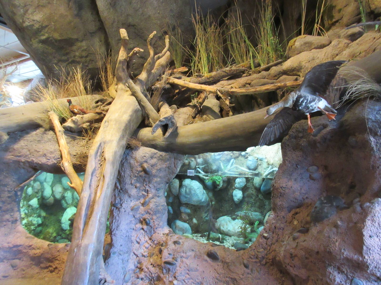 Freshwater Fish Tanks (Bluegill + Trout)