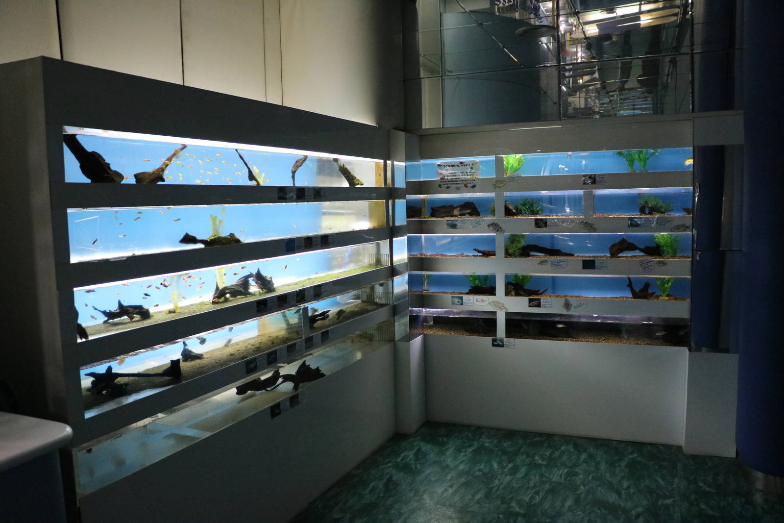 Freshwater fish - Tokyo Tower Aquarium, February 2016