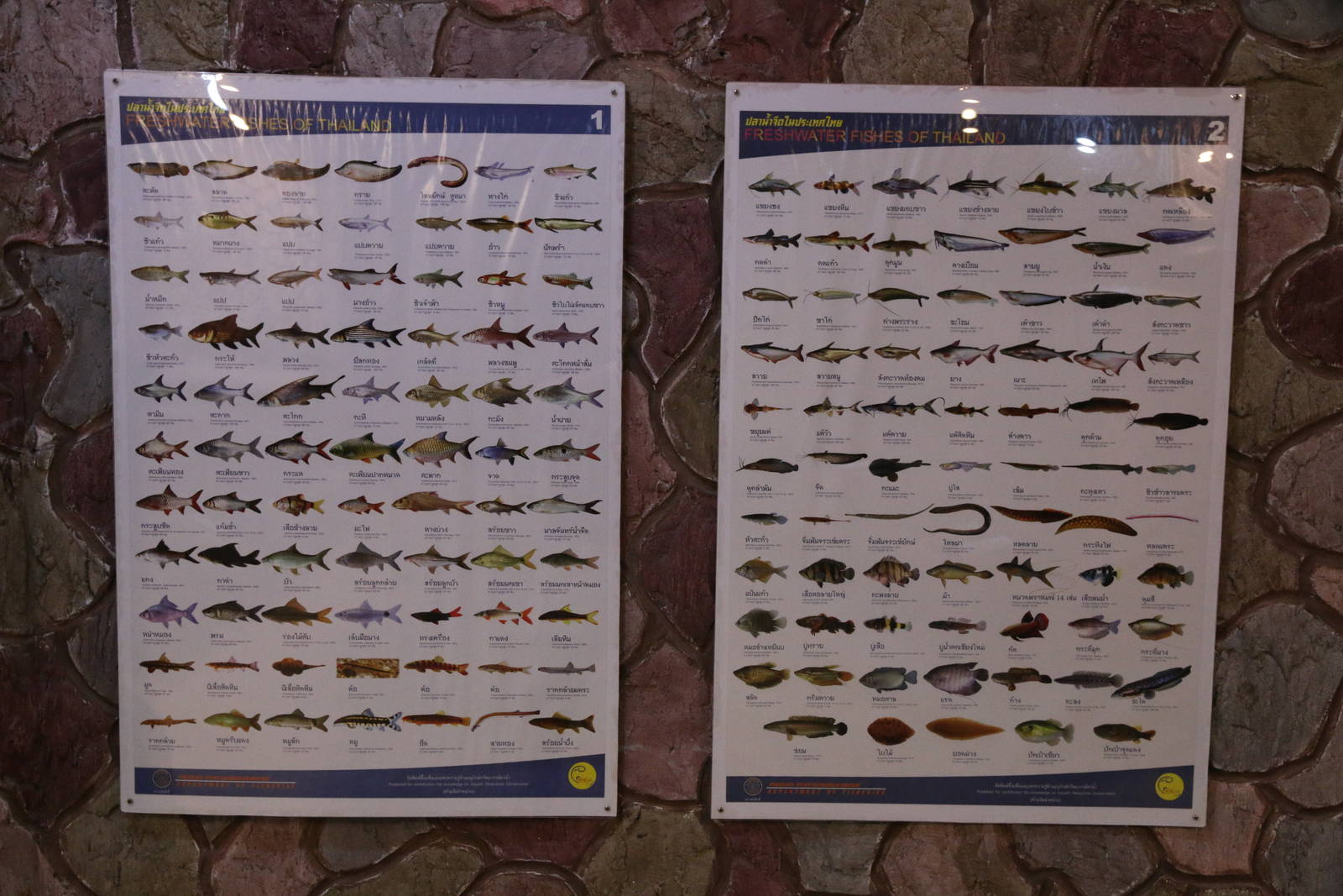 Freshwater Fishes of Thailand Posters