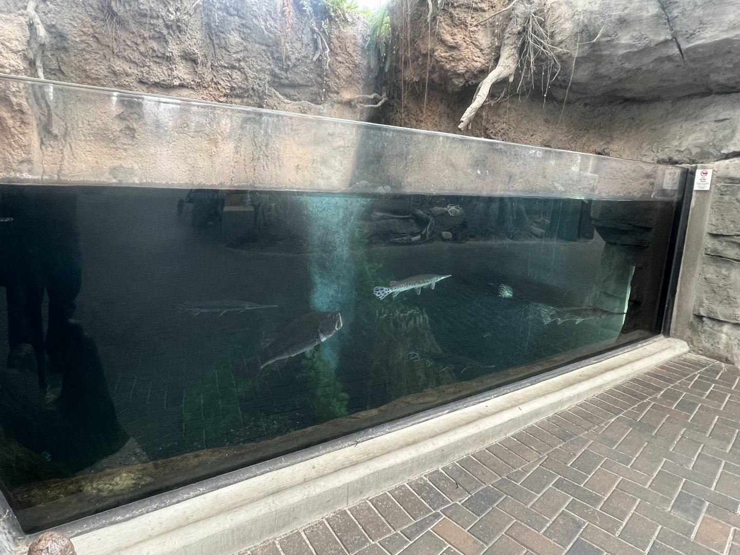 Freshwater fishes of the Cape Fear River