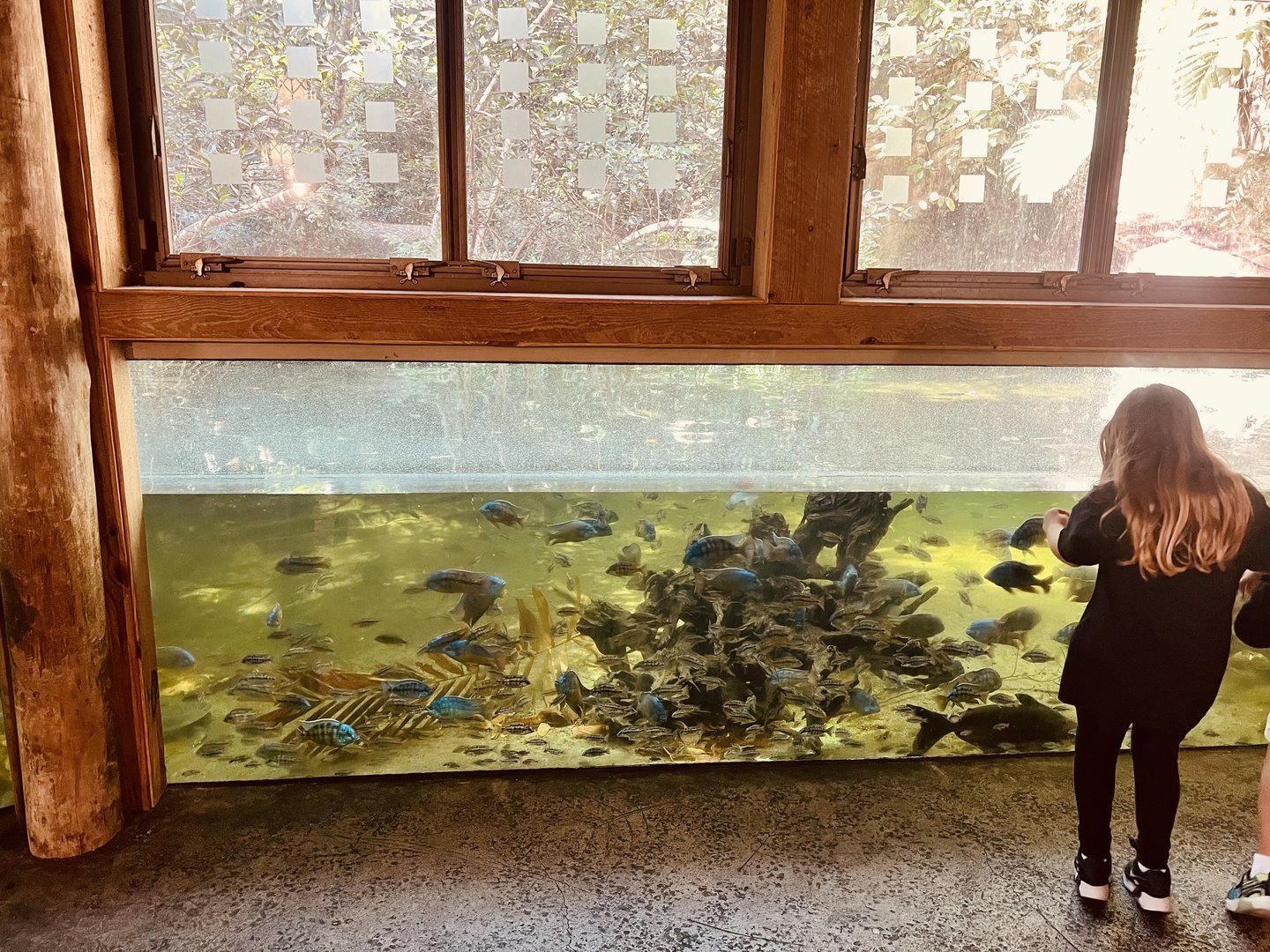 Freshwater Fishes of the Flooded Forest