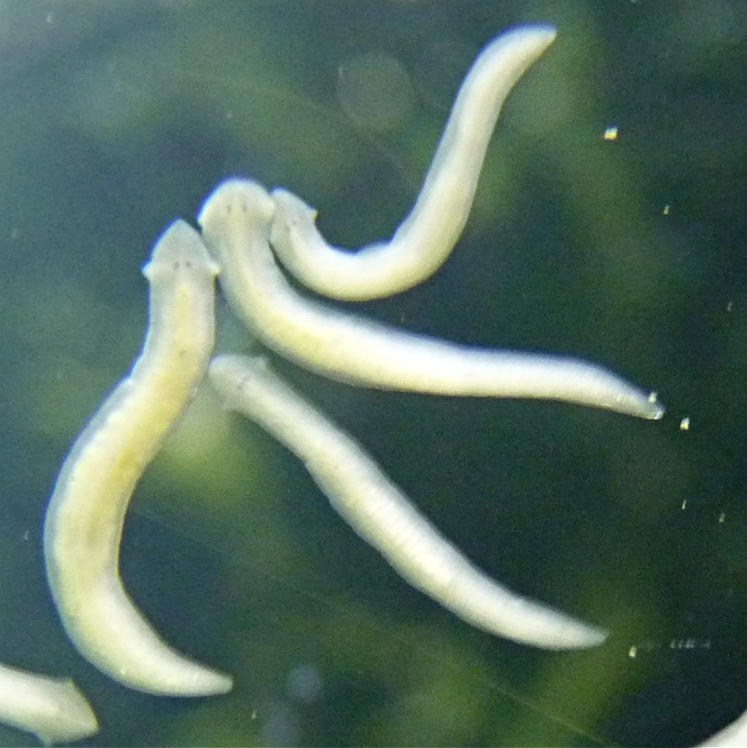 Freshwater flatworm for ID (Haus des Meeres)