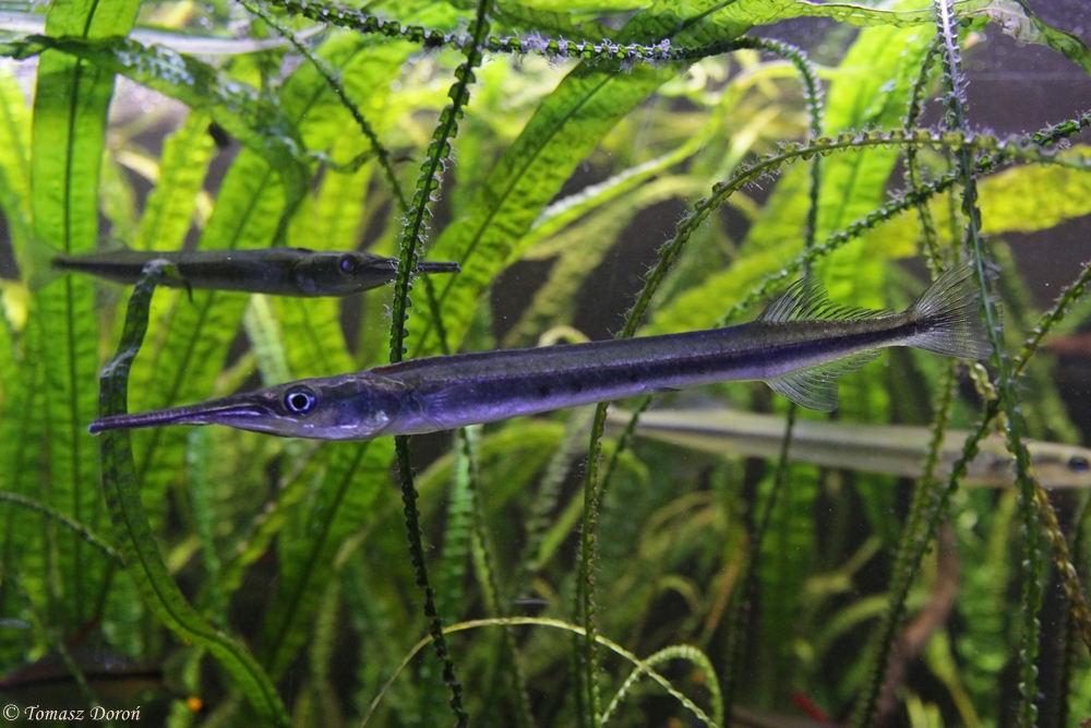 Freshwater garfish (Xenentodon cancila)