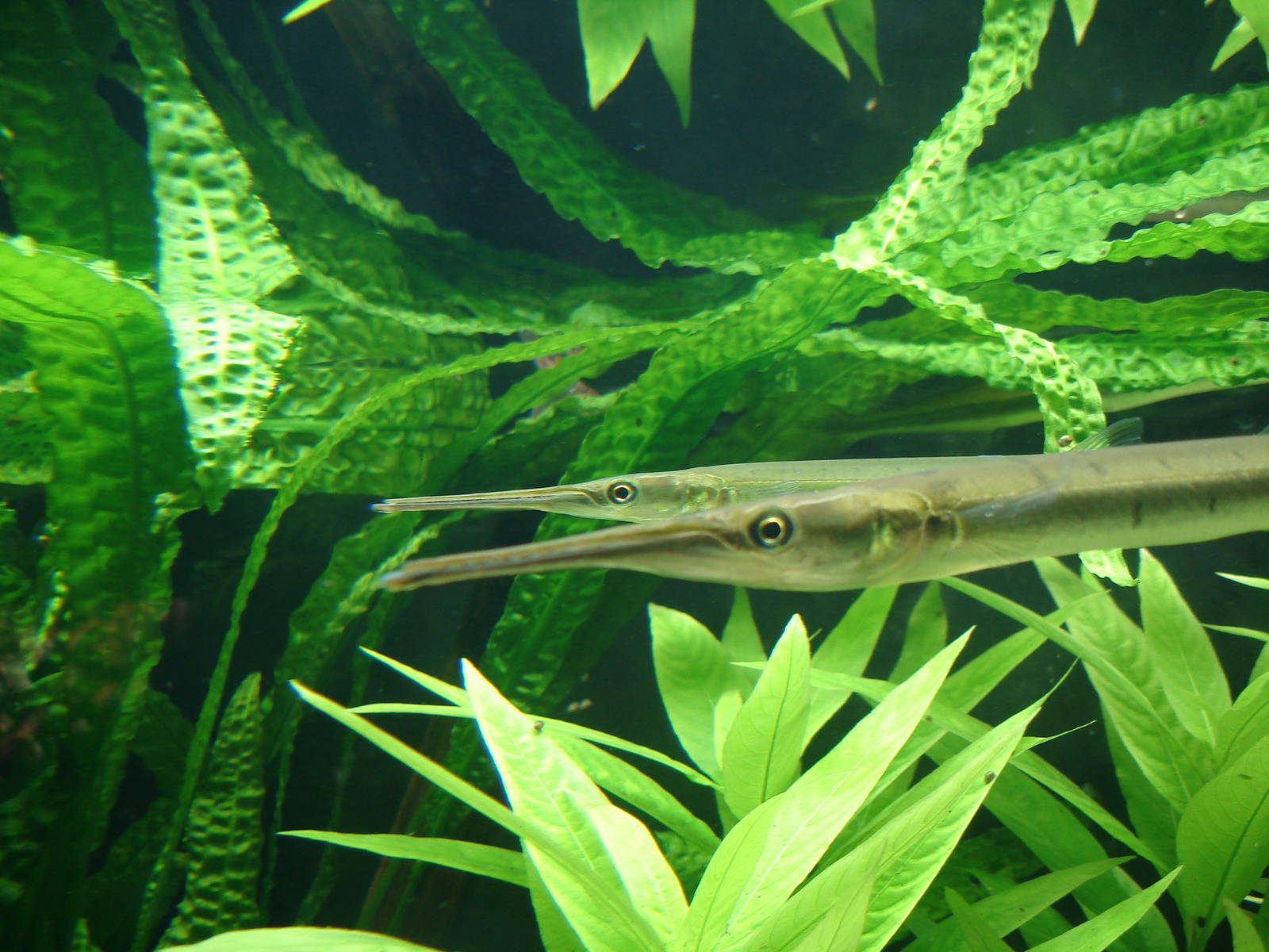 Freshwater garfish