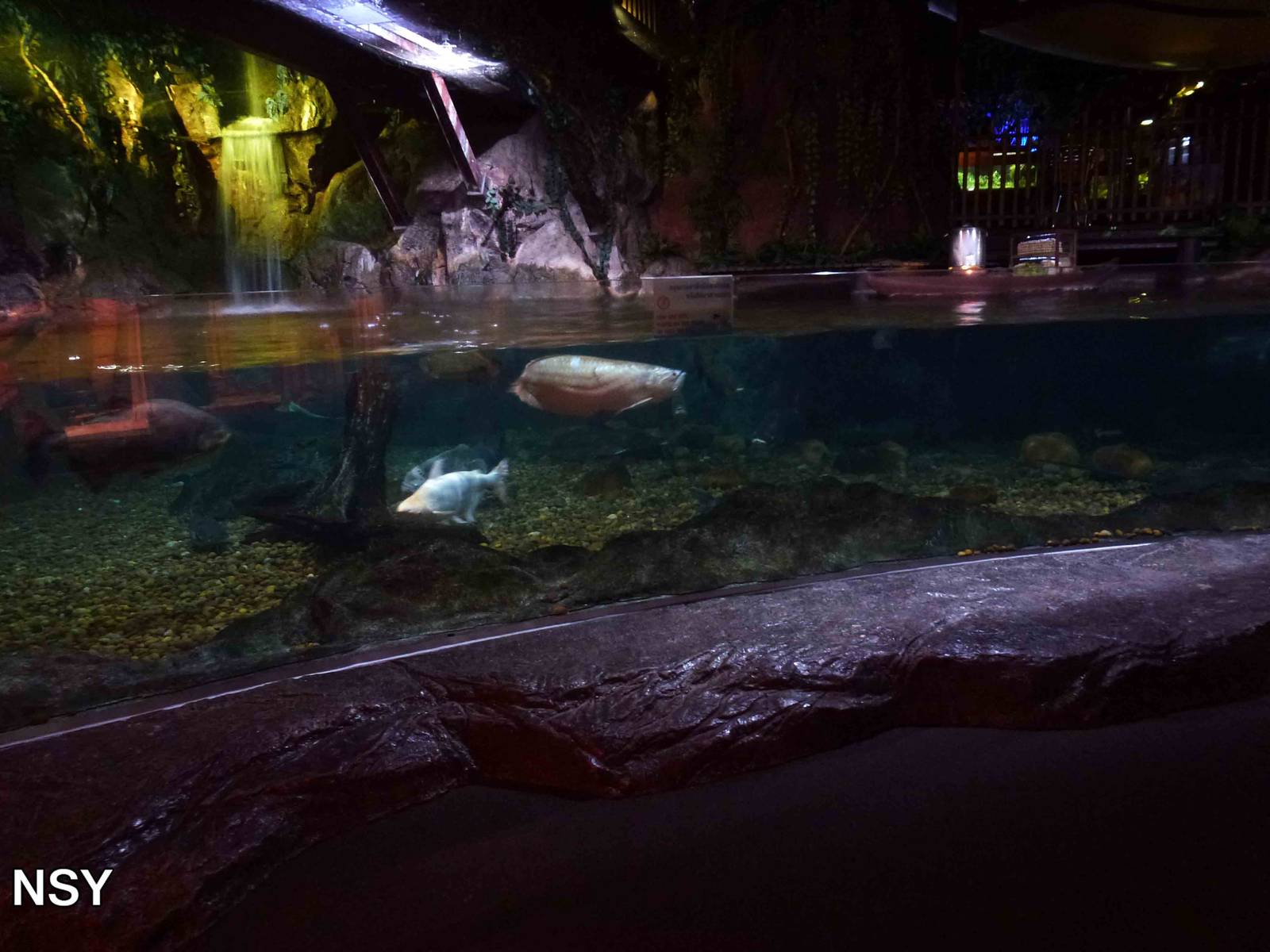 Freshwater giants tank, June 2013.