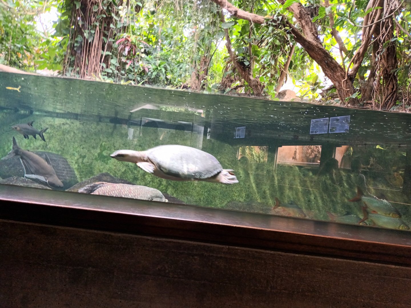 Freshwater Giants Tank