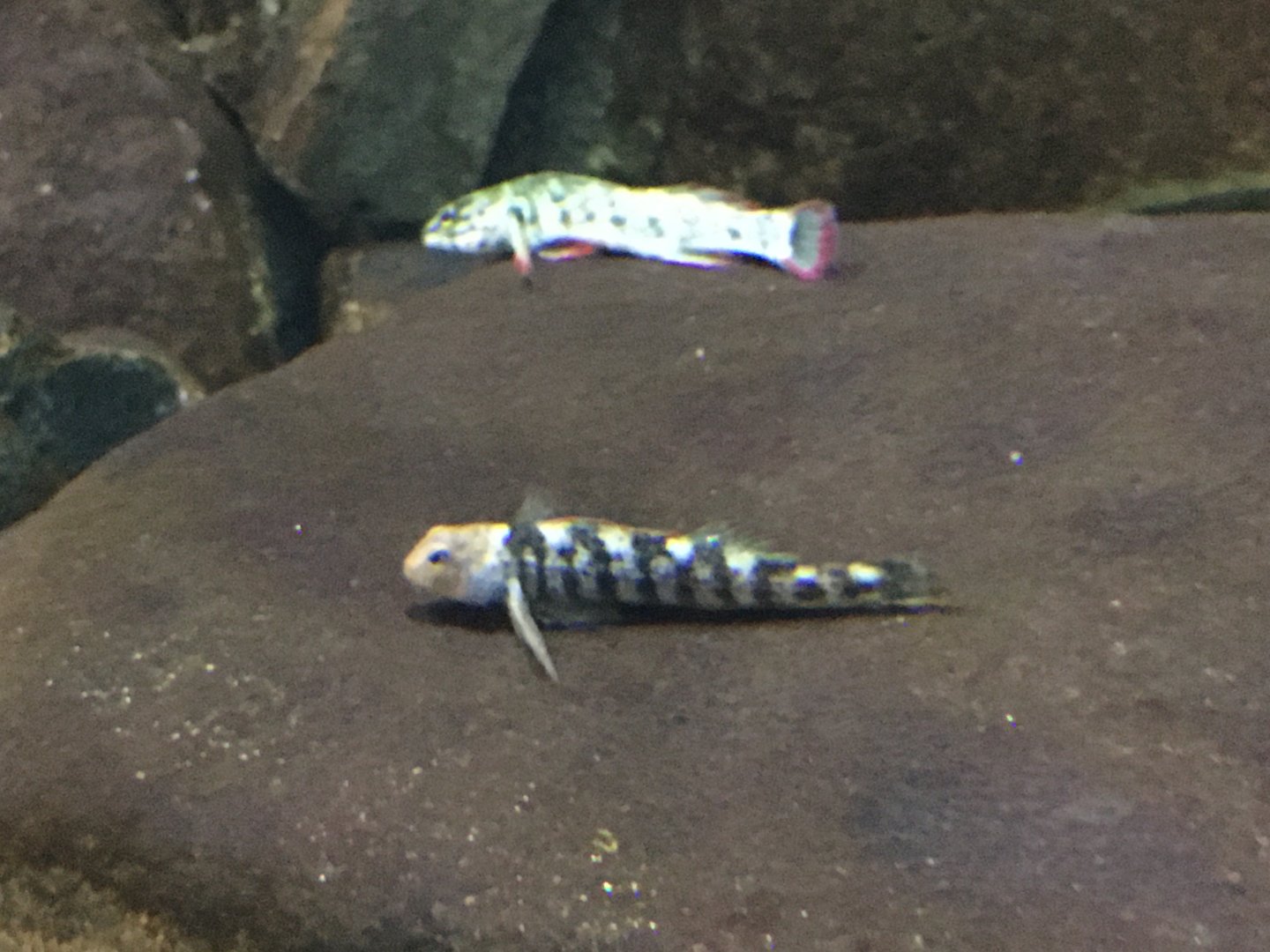 Freshwater Goby/Blenny ID’s?