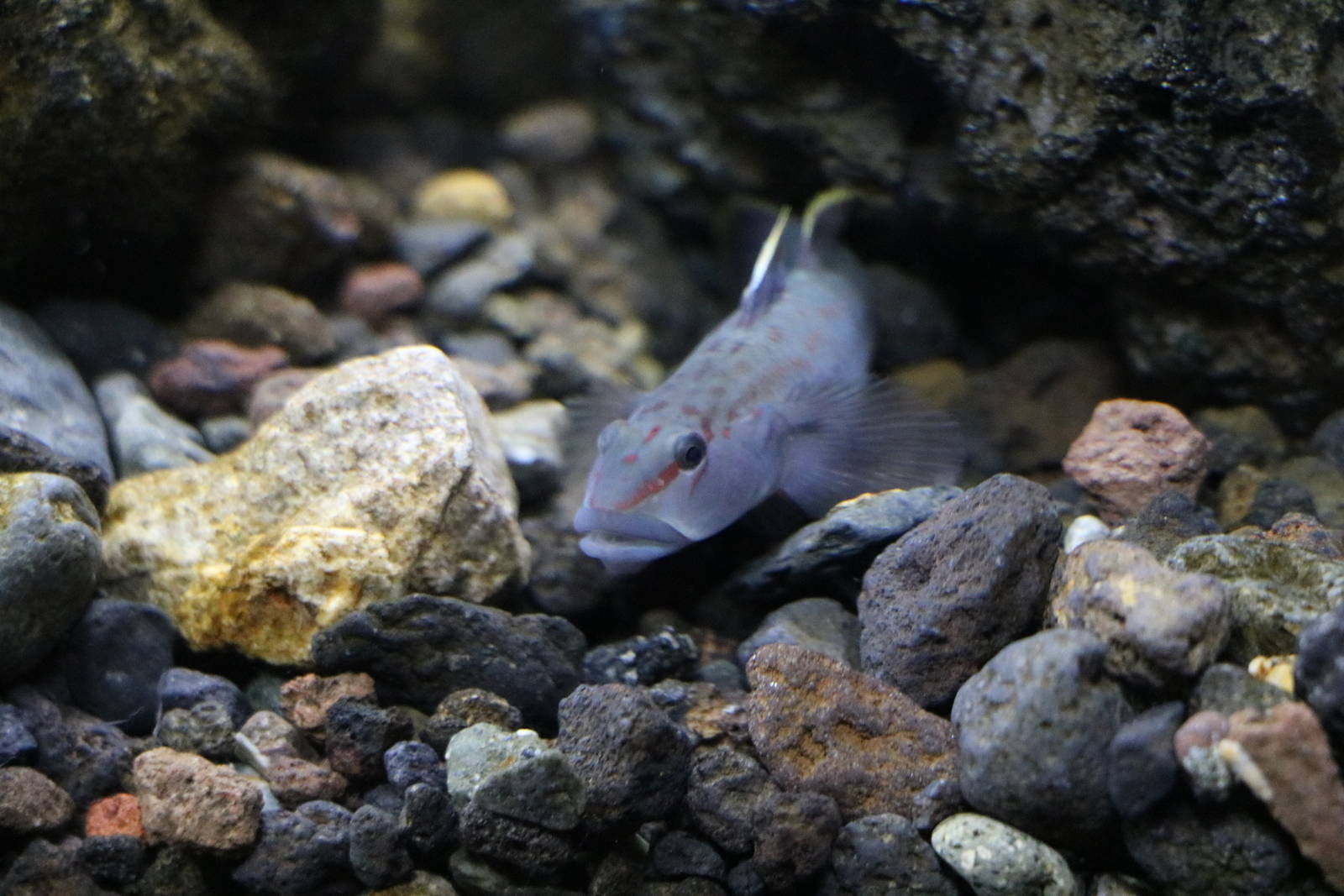 Freshwater goby - Sumida Aquarium, February 2016