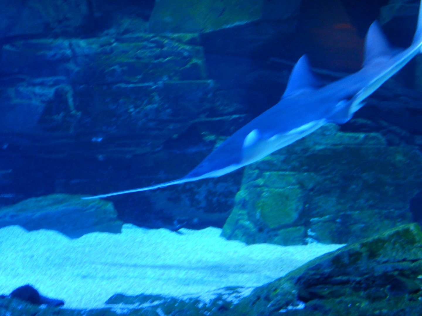 Freshwater (Largetooth) Sawfish