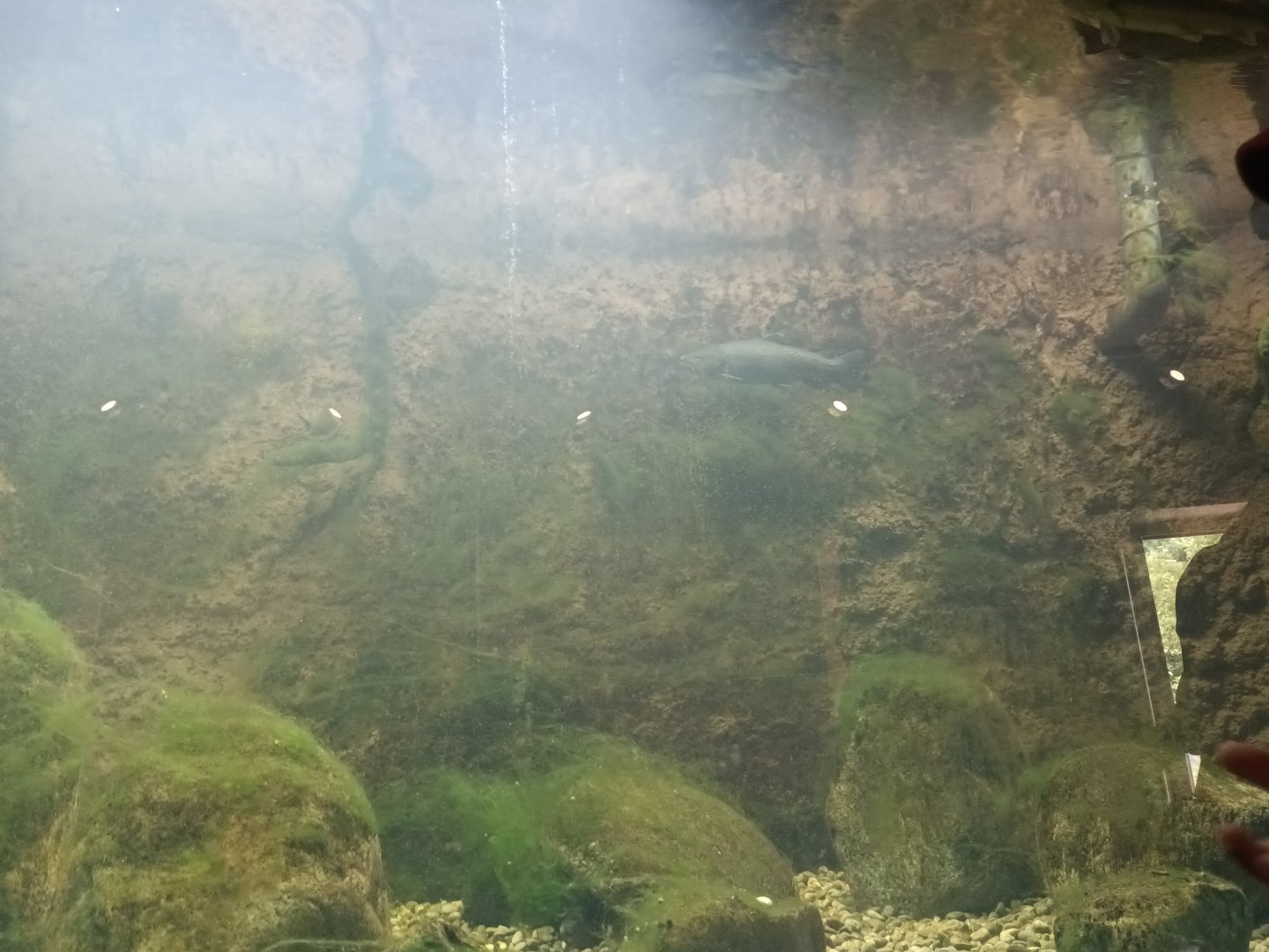 Freshwater Life Brown Trout Tank